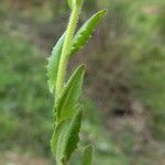 Lepidium campestre Yaprak