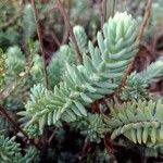 Euphorbia pithyusa Leaf