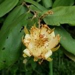 Luehea candida Flor