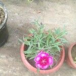 Dianthus chinensis Blatt