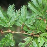 Calliandra bijuga Ліст