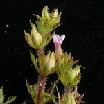 Limnophila sessiliflora Yeri