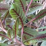 Fuchsia triphylla Leaf