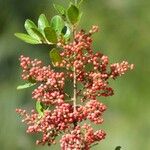 Schinus terebinthifolius Fruit