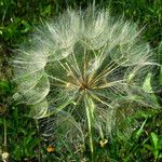 Tragopogon dubius Плод