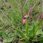 Serapias lingua Flower