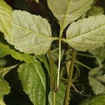 Urvillea ulmacea Folla