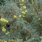 Descurainia millefolia Pokrój