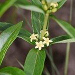 Fadogia tetraquetra Blüte