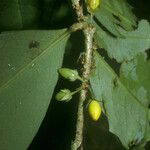 Erythroxylum macrophyllum Fruit