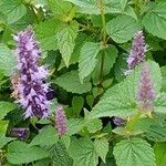 Agastache foeniculumKvět