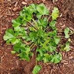 Malva parviflora Habit