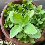 Kalanchoe laetivirens برگ