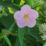 Kosteletzkya pentacarpos Virág