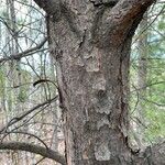 Pinus banksiana Bark