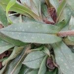 Pulmonaria longifolia Blatt