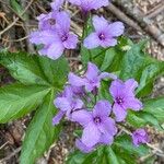 Cardamine pentaphyllos Květ