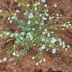 Heliotropium longiflorum फूल