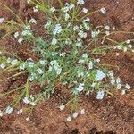 Heliotropium longiflorum Fleur