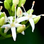 Cornus sanguinea Virág