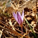 Crocus reticulatus 花