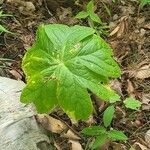 Podophyllum peltatum Fulla