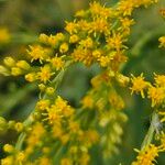 Solidago juncea Flower