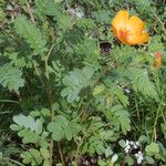 Kallstroemia grandiflora Yeri