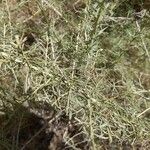 Artemisia californica Folha