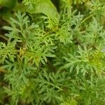 Bidens ferulifolia Levél