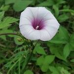 Ipomoea batatasFlower