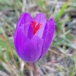 Crocus ligusticus Кветка
