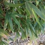 Phyllostachys sulphurea Leaf