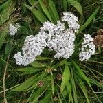 Achillea setacea برگ