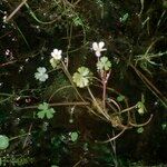 Ranunculus ololeucos Hábito