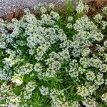 Lobularia maritima Flower