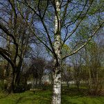 Betula pendula عادت داشتن