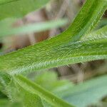 Symphytum officinale Bark