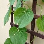 Dioscorea bulbifera Leaf