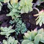 Sedum palmeri ഇല