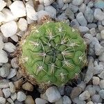 Gymnocalycium capillense Лист