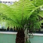 Dicksonia antarctica 葉
