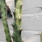 Cereus spegazzinii Leaf