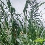 Arundo donax Hàbitat