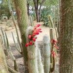 Cleistocactus viridiflorus 果實
