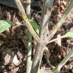 Monarda punctata Bark