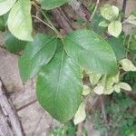 Rosa laevigata Leaf