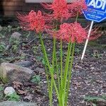 Lycoris radiata Kvet