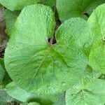 Petasites hybridus Leaf