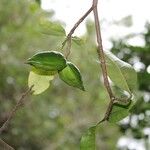 Hibiscus boryanus Плод